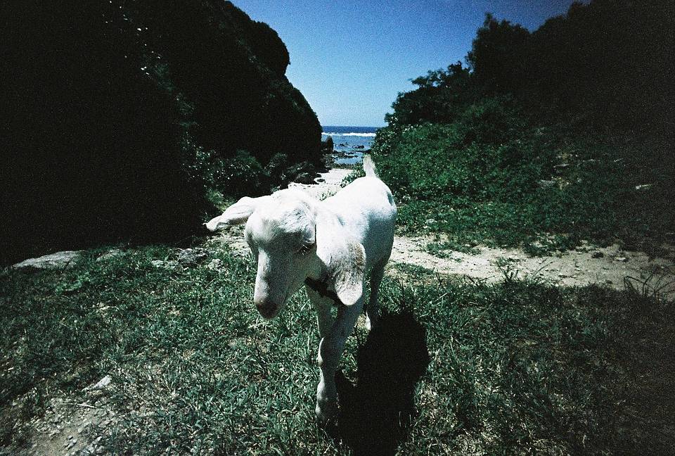 © gocchin | Lomo LC-Wide 广角胶片相机