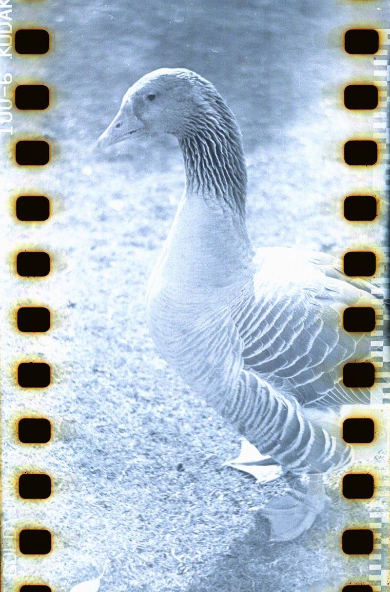 DIY カラーネガフィルムのコーヒー現像 · Lomography