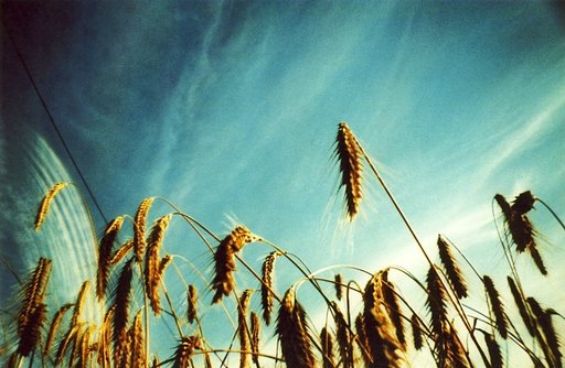 Kodak Elitechrome EB (ISO 100, 35mm) Cross-Processed