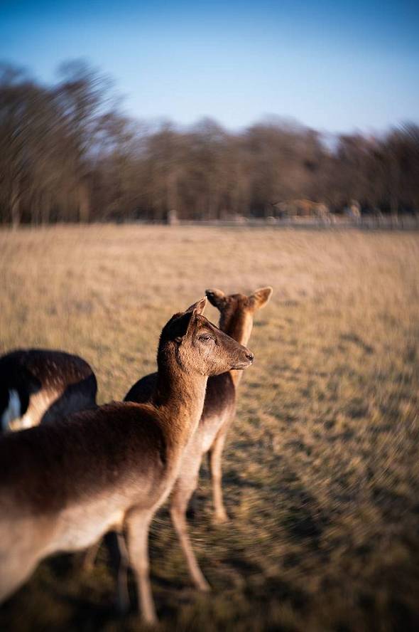 © Elisa Parrino, Sunsern Poontavee, Satoshi Immamura | Joseph Petzval 匹兹伐 55 f/1.7 联动对焦散景调控艺术镜头