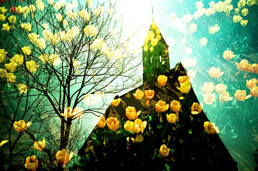 Multiple Exposures with Flowers!