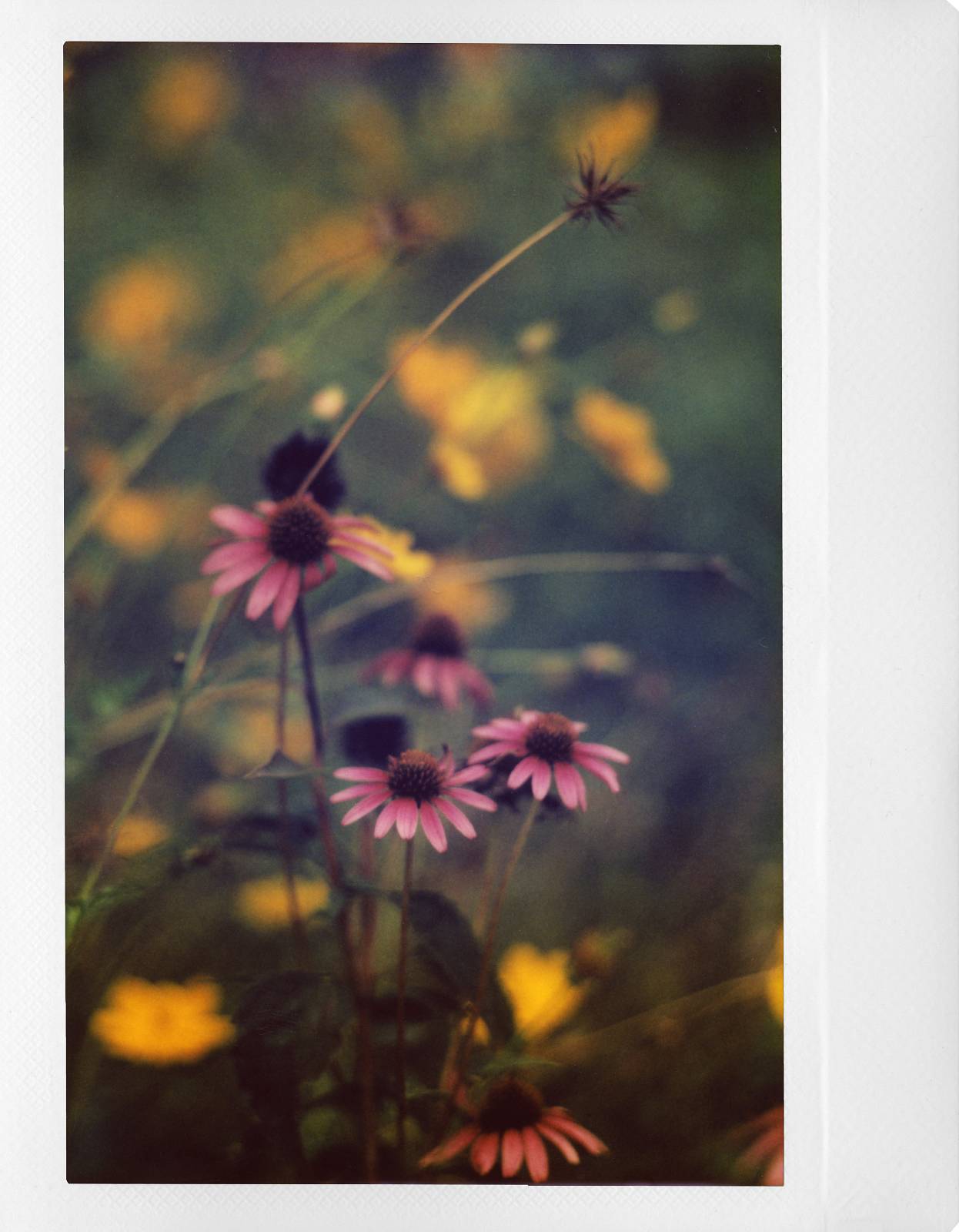 无可取代的细节及浅景深表现 - 在 Instax 相纸上也可获得无与伦比的摄影效果。