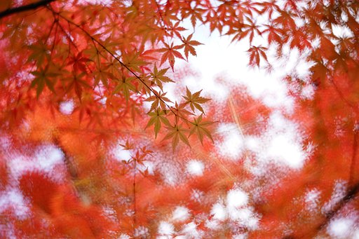 【スタッフレビュー】『紅葉』を撮る with Petzval 58 & Daguerreotype Achromat