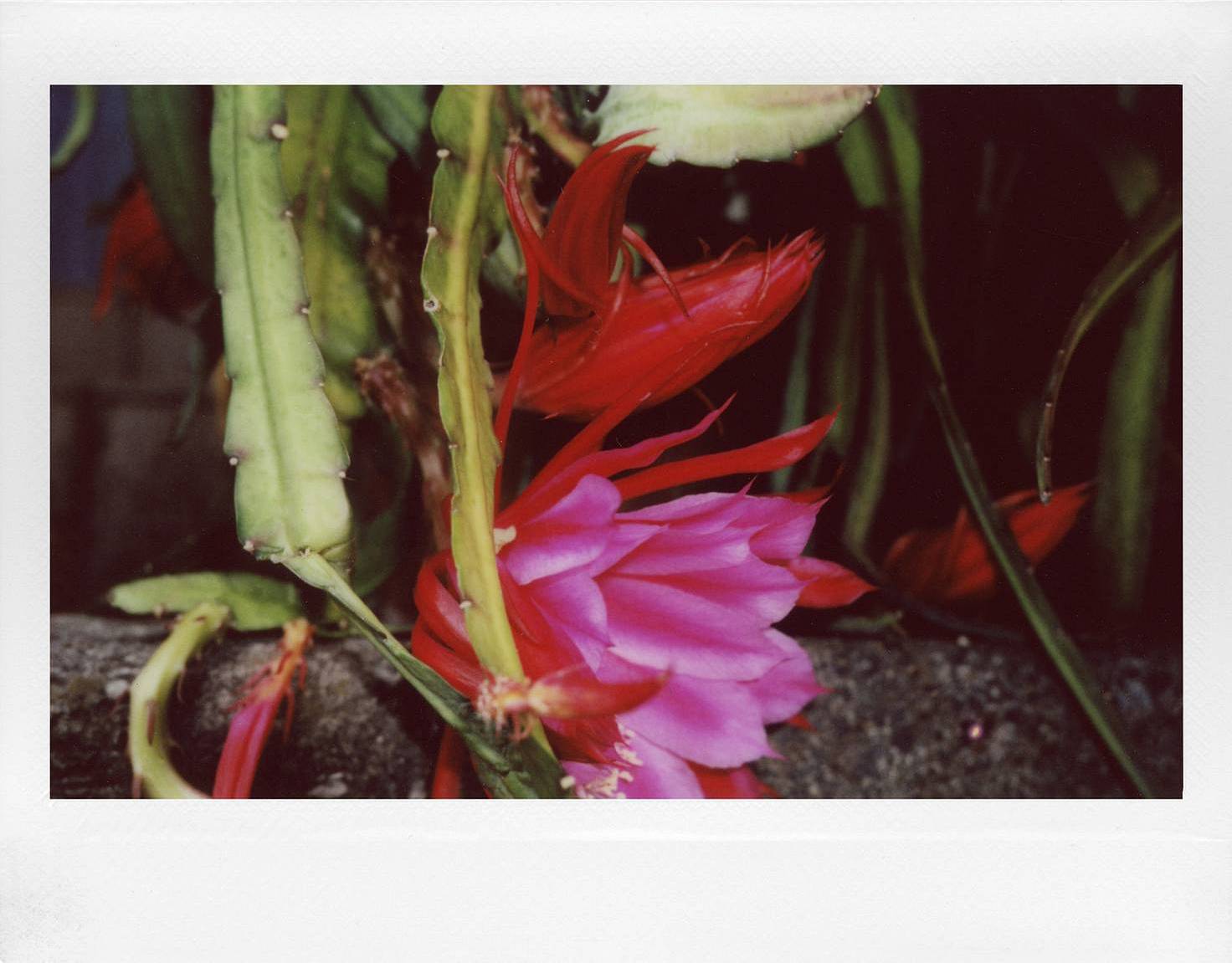 相机: Lomo'Instant Wide Glass 宽幅玻璃镜头拍立得相机 | 摄影师: Fumihiko Suzuki