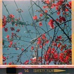 レンズ: Schneider-Kreuznach Xenar 38mm/f2.8 · Lomography