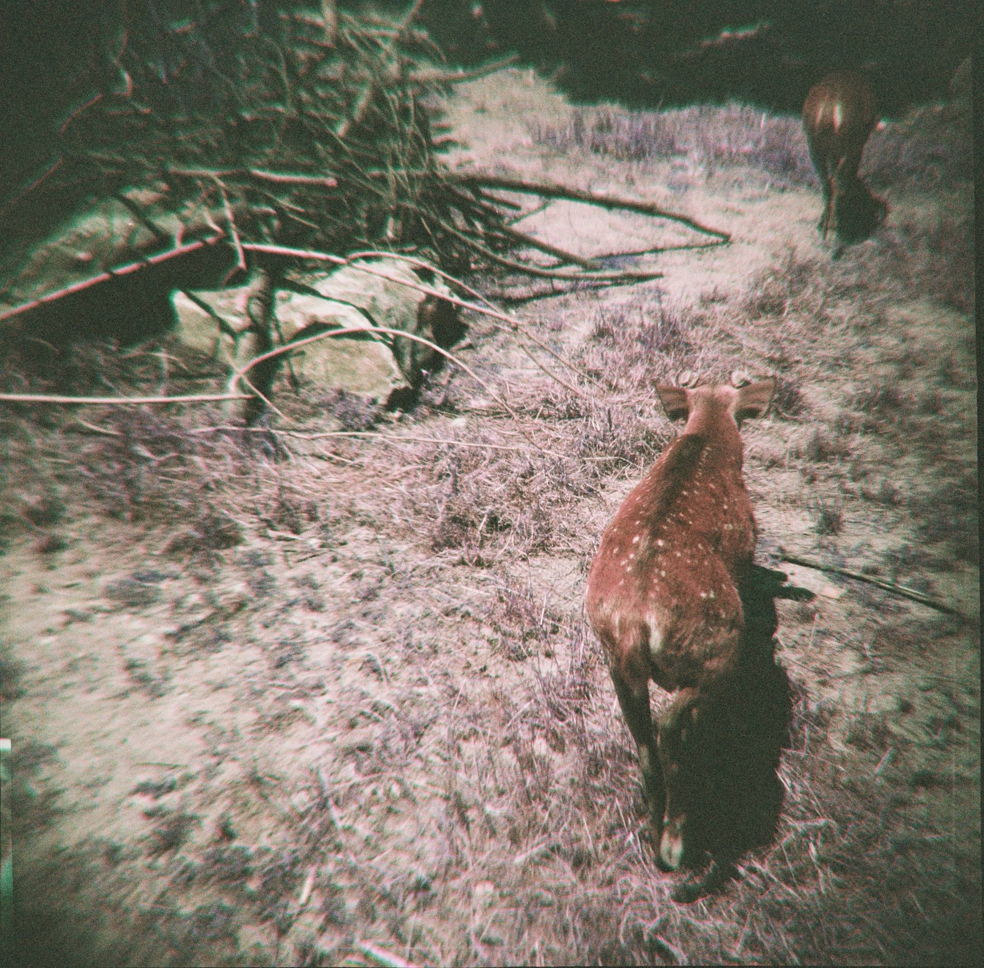 Diana F+ 120 戴安娜胶片相机连闪光灯套装 + LomoChrome Purple ISO 100–400 120 紫调负片－ Pétillant 汽泡特別版
