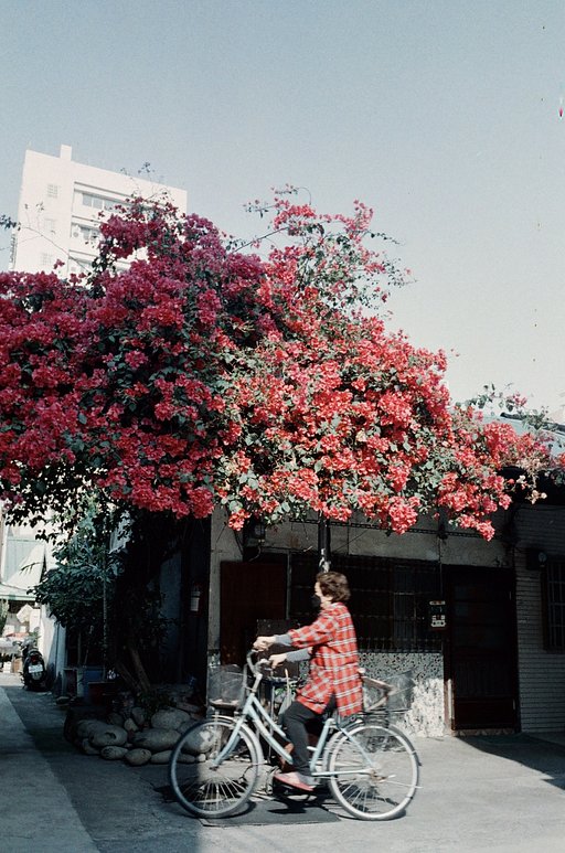 Taichung Photographer Lu Chi's First Experience with LomoChrome Color '92 Sun-kissed Film