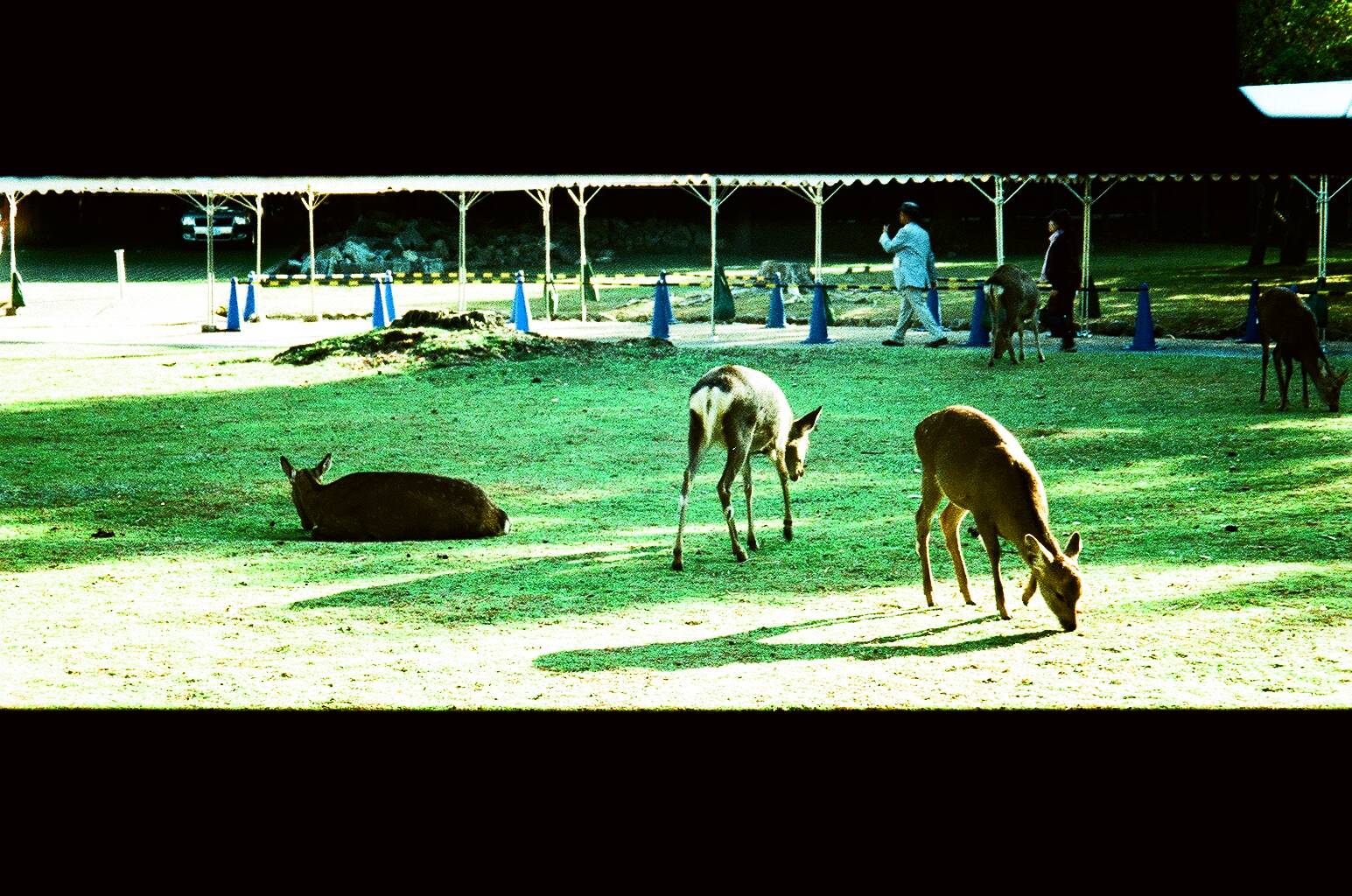 Nikon zoom 310 AF - 製作詩意的全景照片 · Lomography