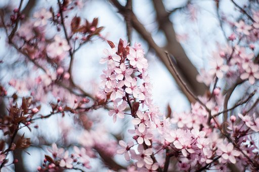 Community Amigo Scootiepye Tests the Petzval Lens