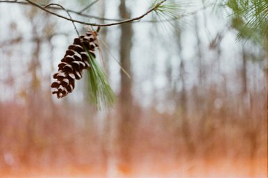 カメラ: Argus C44 · Lomography