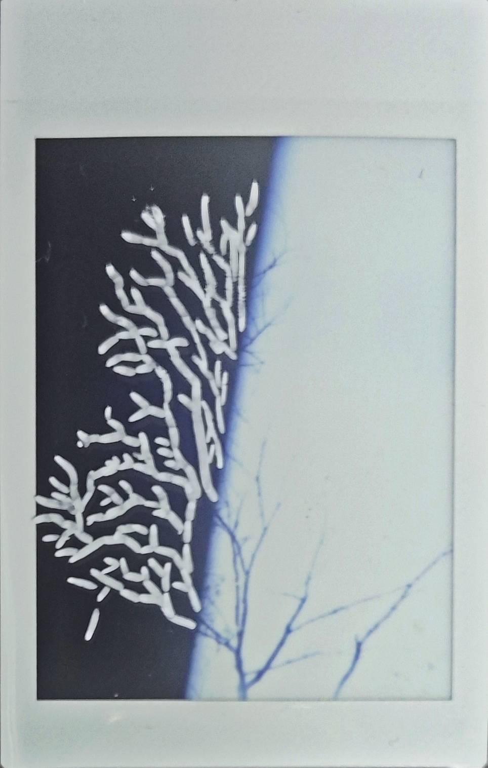 使用 Lomo'Instant Automat 自动拍立得相机 拍摄