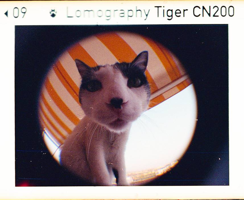 Photos by h110an, treavorortiz, andreasehrenreich, nuhdos, jarvislomo, & dream
