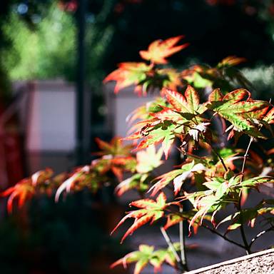 tommaso_33720