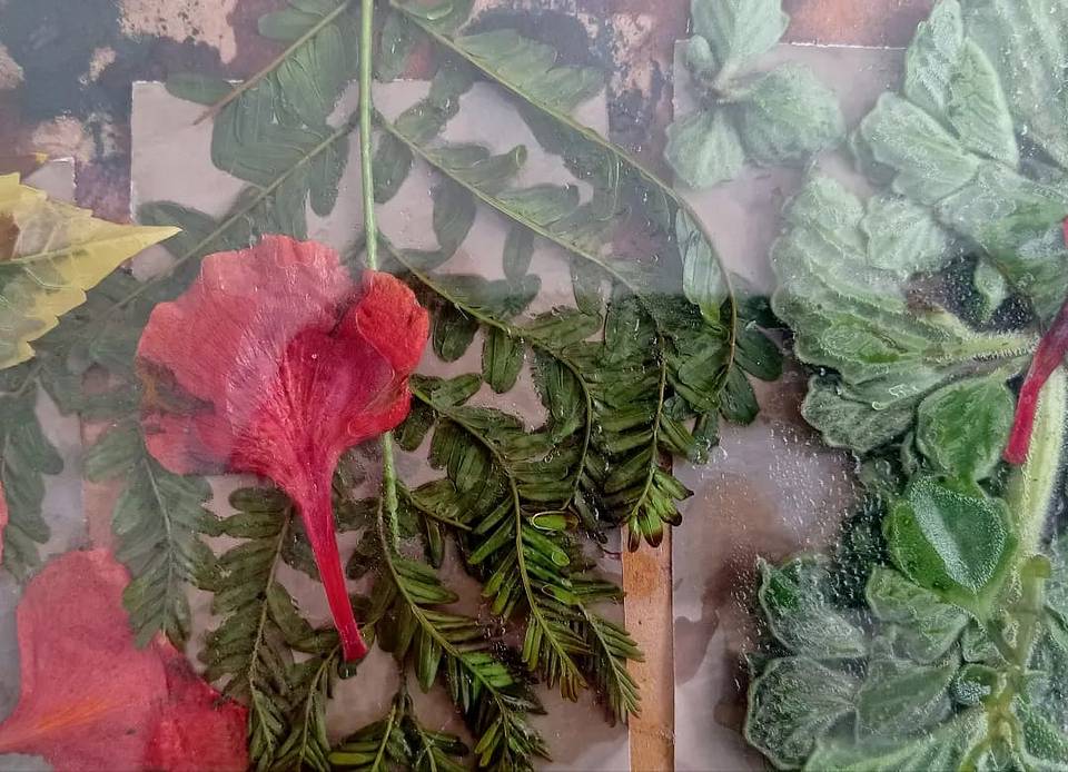 什么是植物印相（phytogram）？