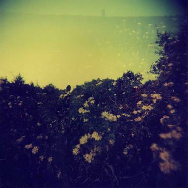 mimosaefolia