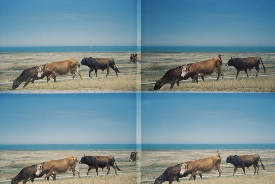 社区画廊：阳光下的 ActionSampler 四格胶片相机