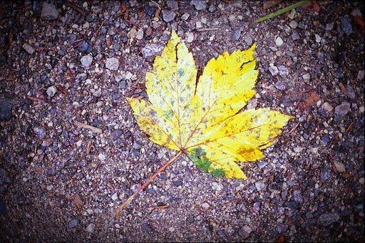 5 Foto-Ideen für den Herbst