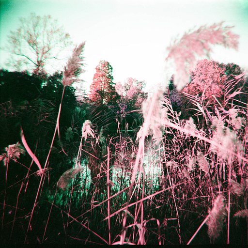 Everyday Scenes in 120 with Parallax Photographic Coop and the Diana F+