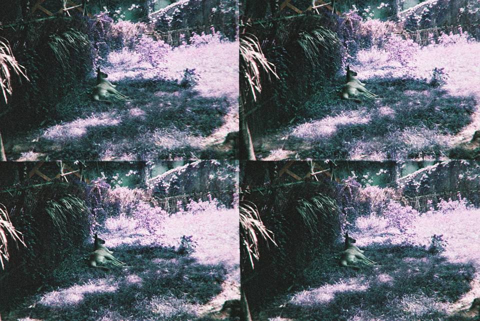 ActionSampler Clear 四格胶片相机 + LomoChrome Purple ISO 100–400 135 紫调负片－ Pétillant 汽泡特別版