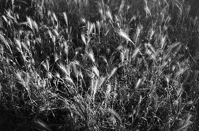 Lens: W. Komura 35mm f3.5 · Lomography