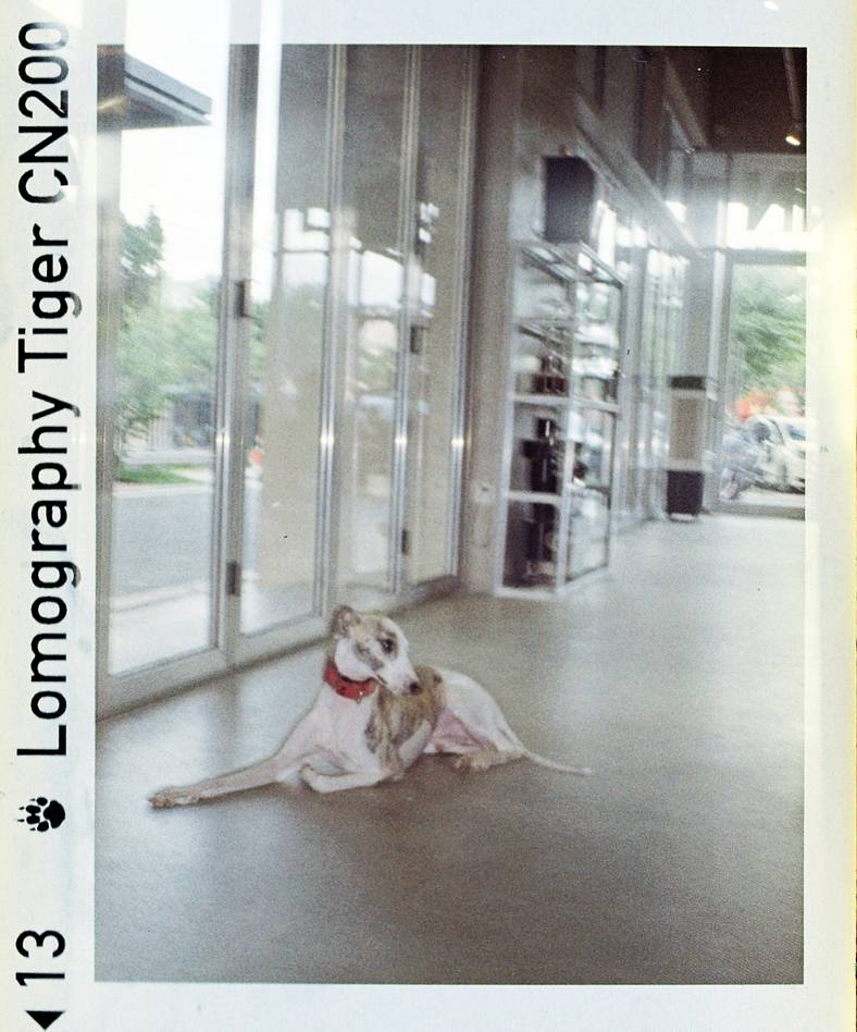 © 小林泽瞳 | Lomomatic 110 自动玻璃镜头胶片相机 &amp; Lomography CN Tiger 110 负片胶卷