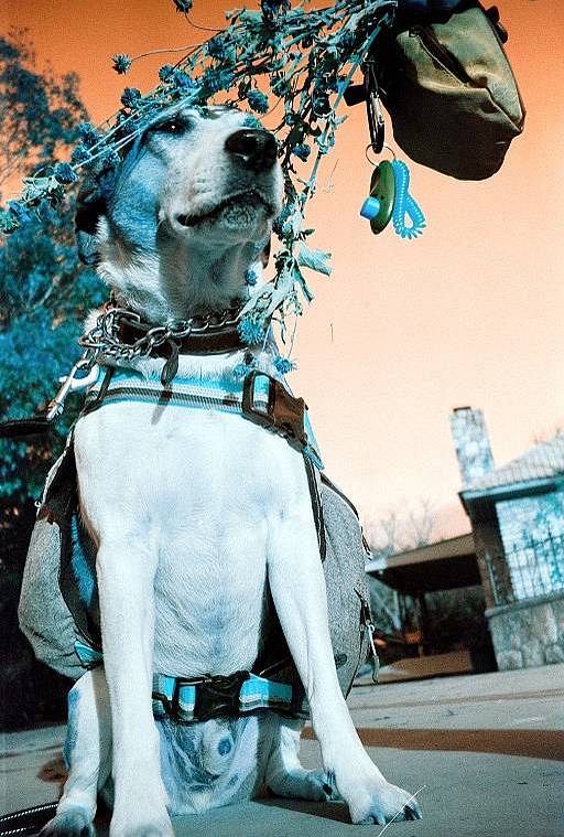 Photos by Sarah Tucci on the Lomo MC-A with LomoChrome Turquoise XR 100-400 135 绿松石胶卷