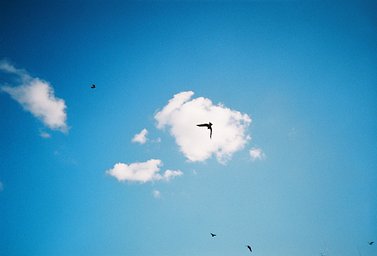 カメラ: Fuji Cardia Mini Everyday OP · Lomography