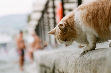 Camera: canon eos 750qd · Lomography Camera: canon eos 750qd · Lomography