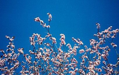 Camera: Nikon Lite Touch Zoom 110s AF · Lomography