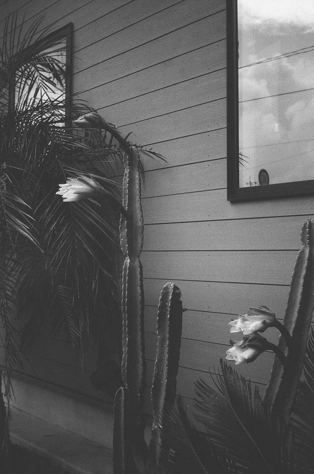 Photos by Misa Imai | Lomo MC-A 135 全自动随拍胶片相机 | Lomography B&amp;W Lady Grey ISO 100 135 黑白胶卷