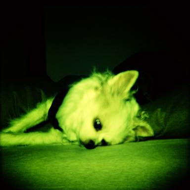 albie