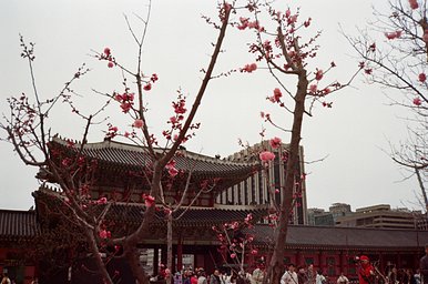 Camera: Fuji DL-60 · Lomography