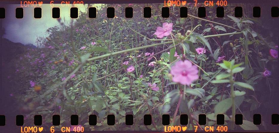 © Muhammad Abdul Aziz 使用 Sprocket Rocket 齿孔火箭 135 胶片相机