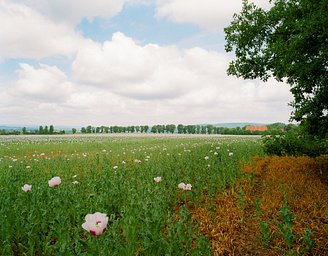 レンズ: SMC Pentax 67 55mm/f4.0 · Lomography