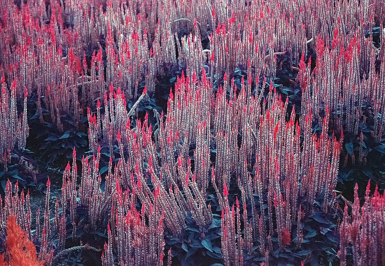 Plants have never looked so good – we especially love how this film can highlight lush green foliage in radiant reds and punchy pinks.