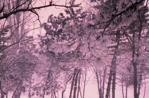 Getting Awesome Shots from Agfa Vista 400 ISO