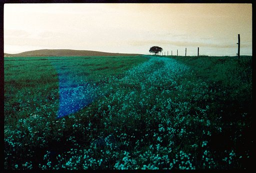 Why Photographers Love the LomoChrome Films