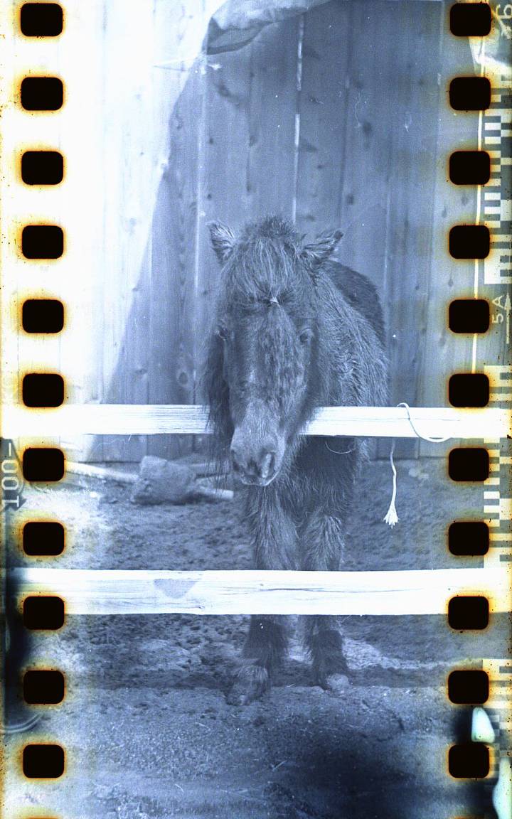 DIY カラーネガフィルムのコーヒー現像 · Lomography