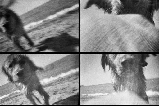 Gallery: ActionSampler Under the Sun
