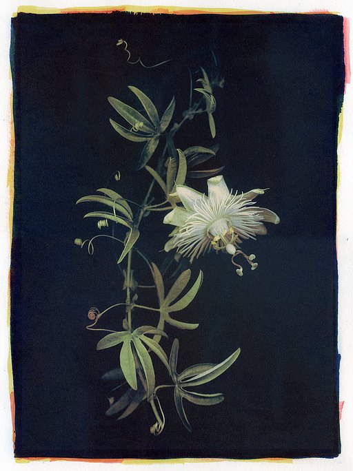 Creators in Focus: How Images Evolve Through Lisa Brussell's Alternative Printing Processes