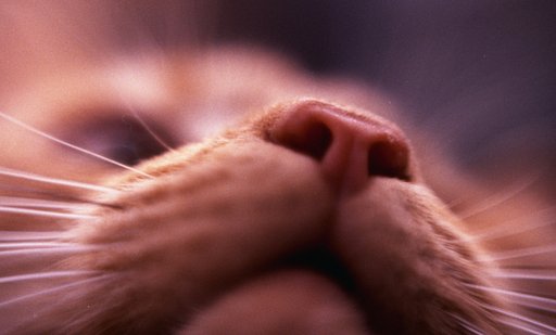 Gallery: Close-up Crusaders of Lomography