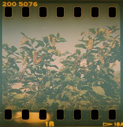 Le plus grand appareil photo du monde de Keystone - Reproduction d'art