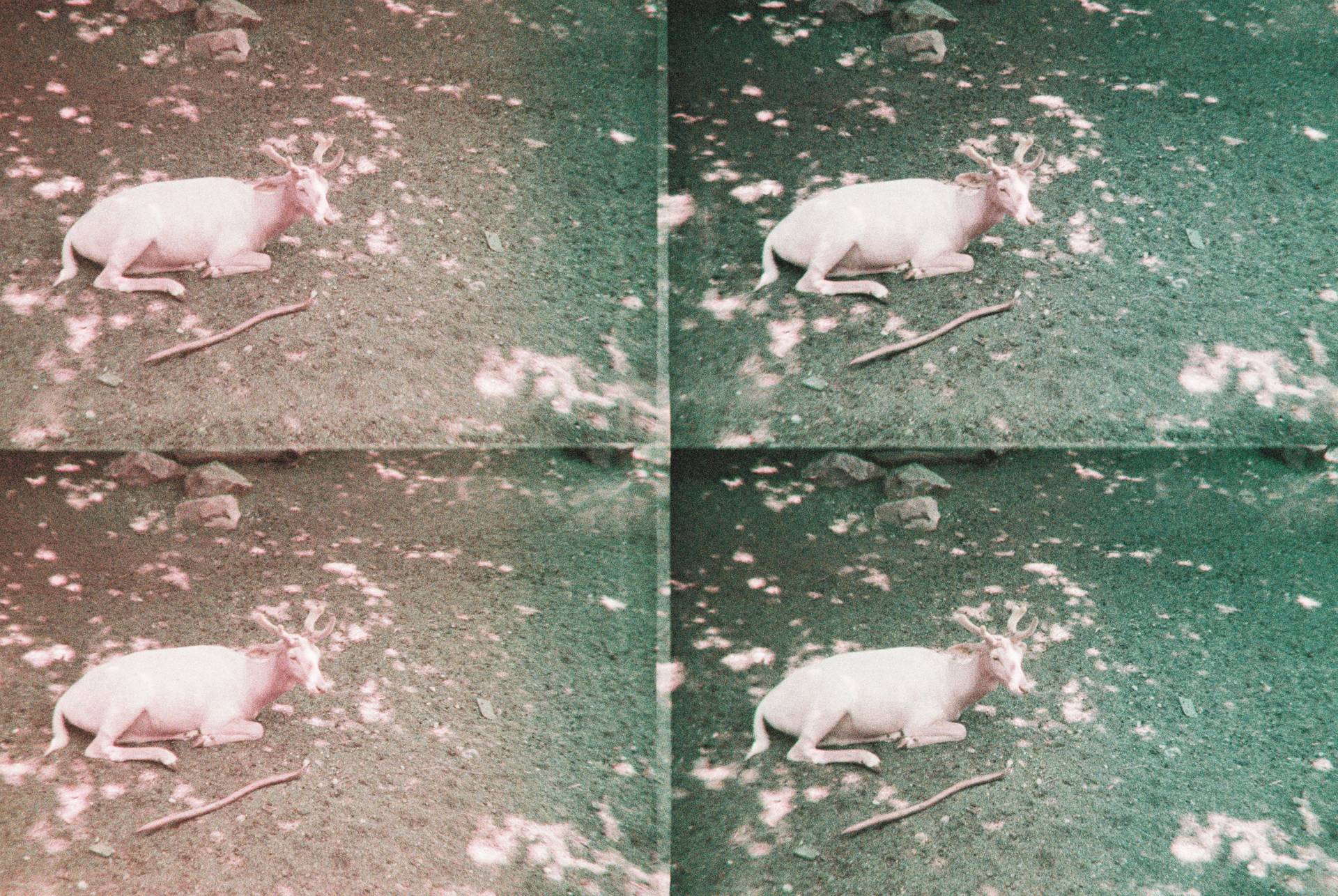 ActionSampler Clear 四格胶片相机 + LomoChrome Purple ISO 100–400 135 紫调负片－ Pétillant 汽泡特別版