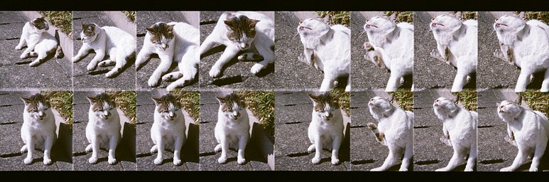 カメラ: Fujifilm Rensha Cardia BYU-N 16 · Lomography