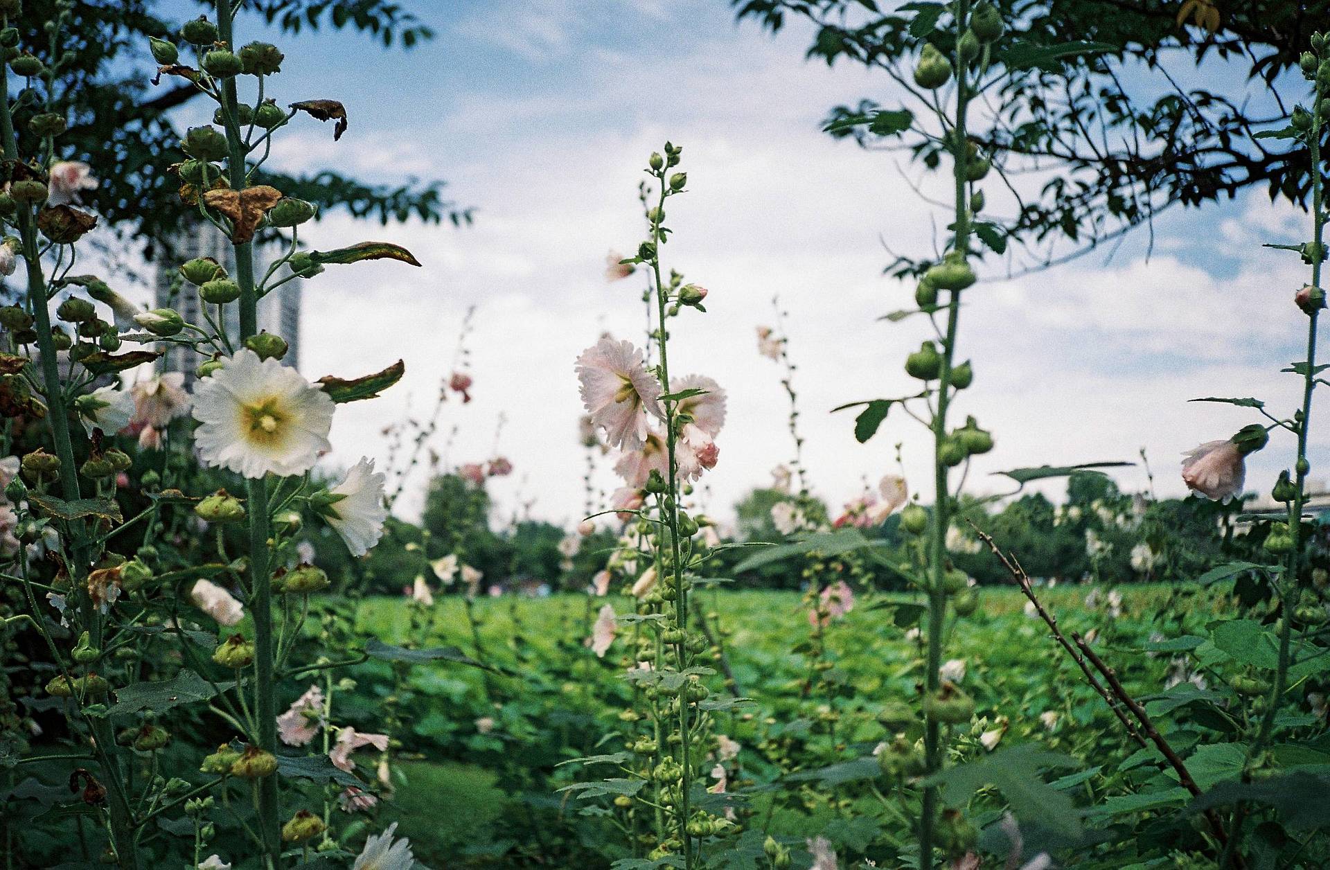Photos by Misa Imai | Lomo MC-A 135 全自动随拍胶片相机 | Lomography Color Negative ISO 400 135 彩色负片胶卷