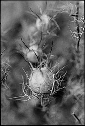 Lens: Carl Zeiss Makro-Planar 60mm f2.8 · Lomography