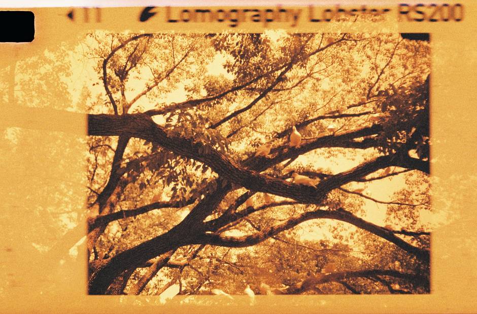 Lomomatic 110 自动玻璃镜头胶片相机连闪光灯 + Lomography Lobster Redscale 110 红调负片胶卷