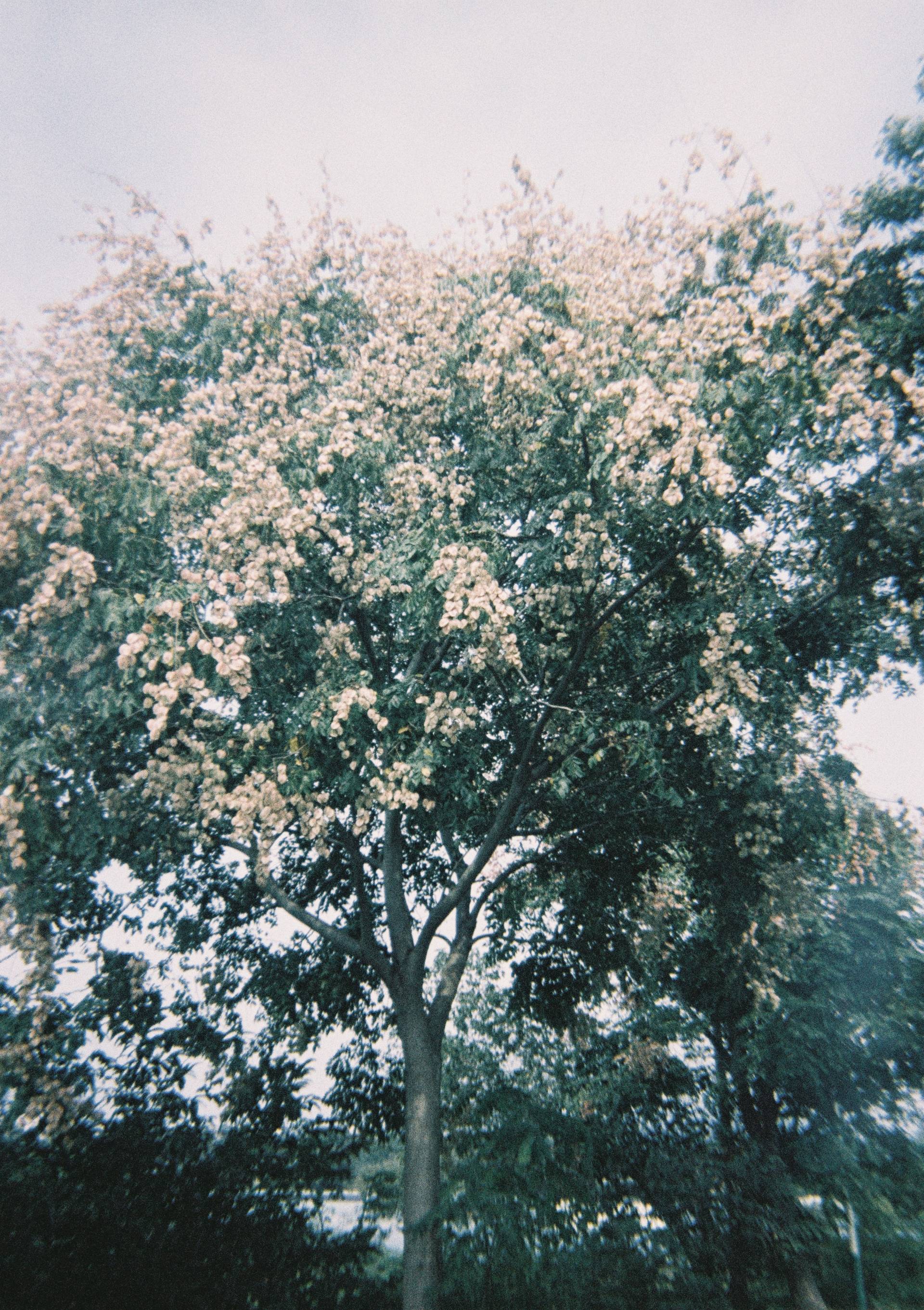 © 蒋旭妍 ｜ 使用 Lomography Simple Use 易拍胶片相机（LomoChrome 大都会负片）拍摄