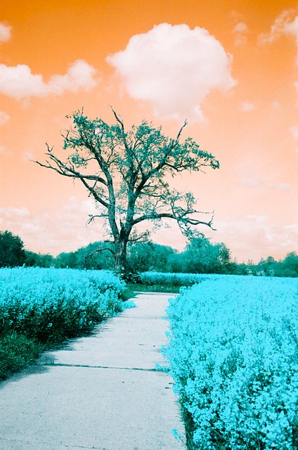 Jake Witham: LomoChromeフィルムが作り出す感情的な写真 · Lomography