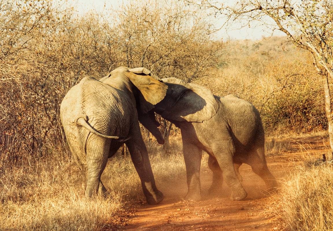 Wildlife 